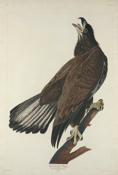 White-Headed Eagle by John James Audubon